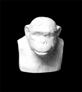 Бюст Шимпанзе , 14х13х15 см гипс (арт.20-252)