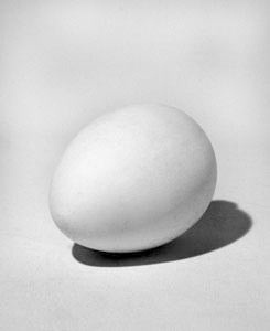 Яйцо, гипс  20см. (30-305)		

